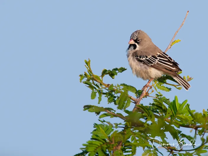 Scaly Weaver - Sporopipes squamifrons - Baardmanwever
