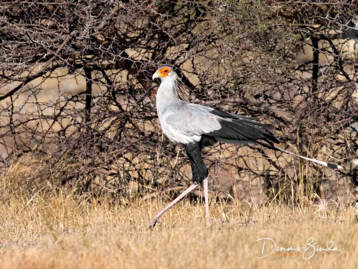 Secretarybird - Sagittarius serpentarius - Secretarisvogel