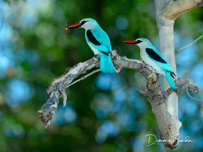 Senegalese IJsvogel - Woodland Kingfisher - Halcyon senegalensis