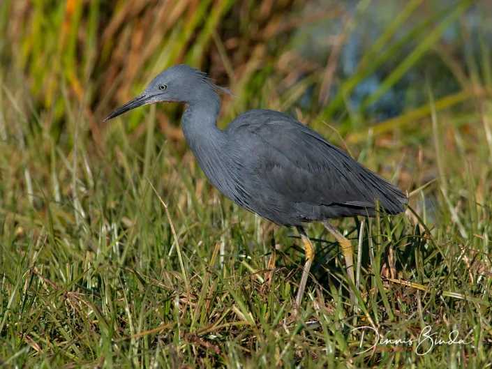 Slaty Egret - Egretta vinaceigula - Sharpes Reiger