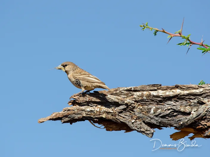 Sociable Weaver - Philetairus socius - Republikeinwever