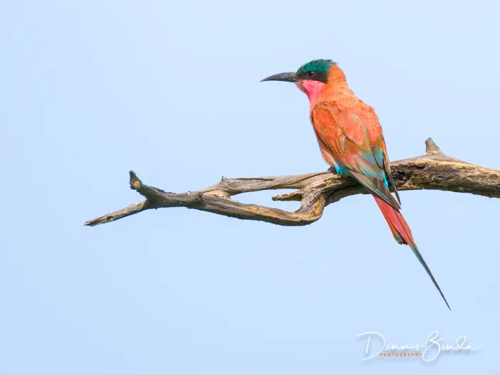 Southern Carmine Bee-eater - Merops nubicoides - Karmijnrode Bijeneter