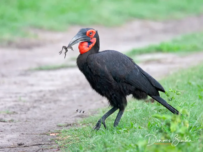 Southern Ground-Hornbill - Bucorvus leadbeateri - Zuidelijke Hoornraaf
