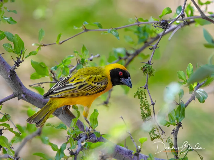 Southern Masked Weaver - Ploceus velatus - Maskerwever