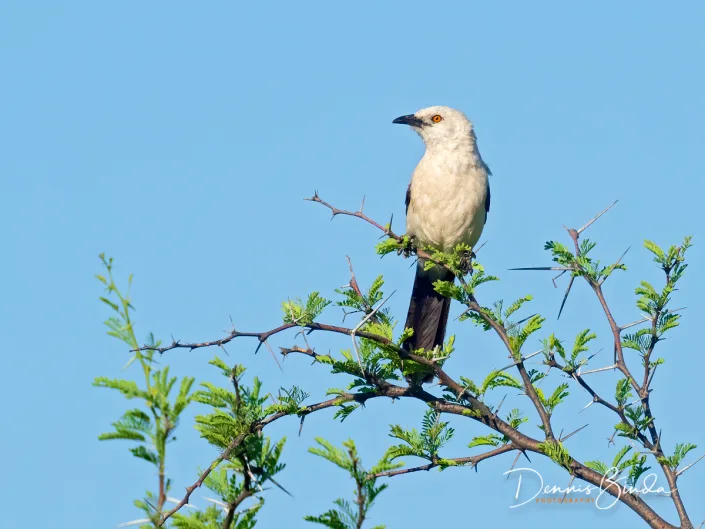 Southern Pied Babbeler - Turdoides bicolor - Eksterbabbelaar