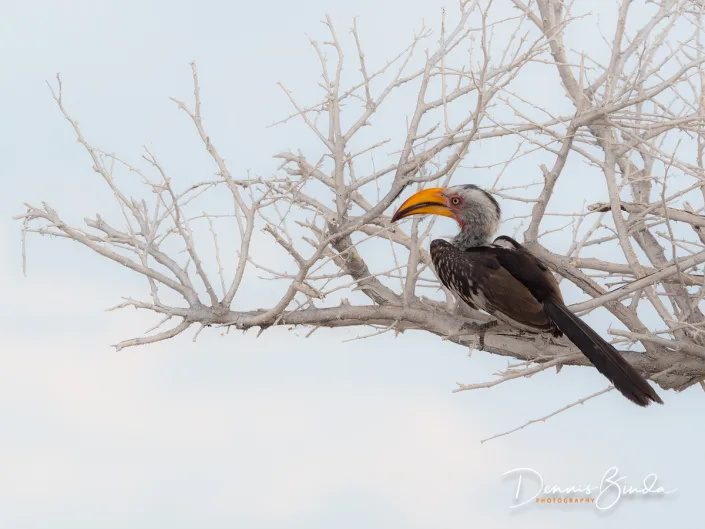 Southern Yellow-billed Hornbill - Zuidelijke Geelsnaveltok - Tockus leucomelas