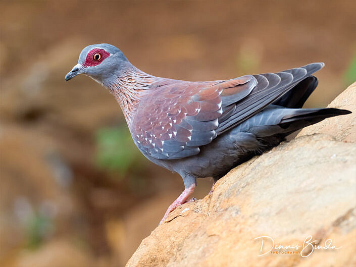 Speckled Pigeon - Columba guinea - Gespikkelde Duif