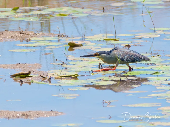 Striated heron - Butorides striata - Mangrovereiger