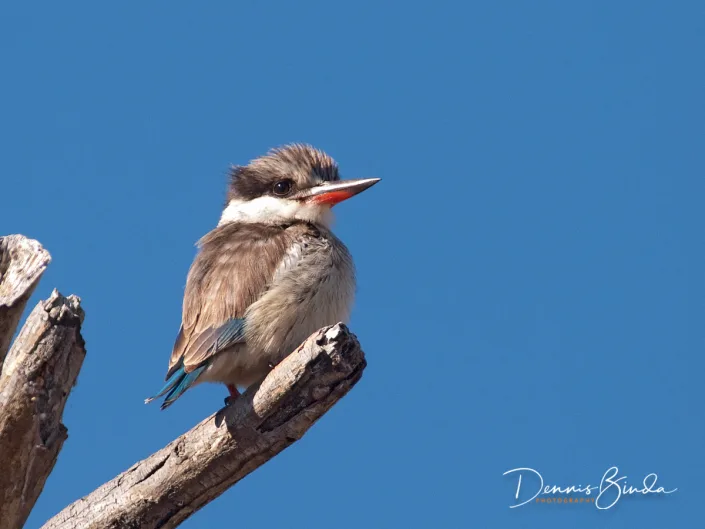 Striped Kingfisher - Halcyon chelicuti - Gestreepte IJsvogel - wildlifepics-dennis-binda-birdimage