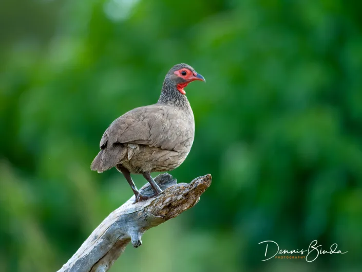 Swainson's Spurfowl - Pternistis swainsonii - Swainsons Frankolijn