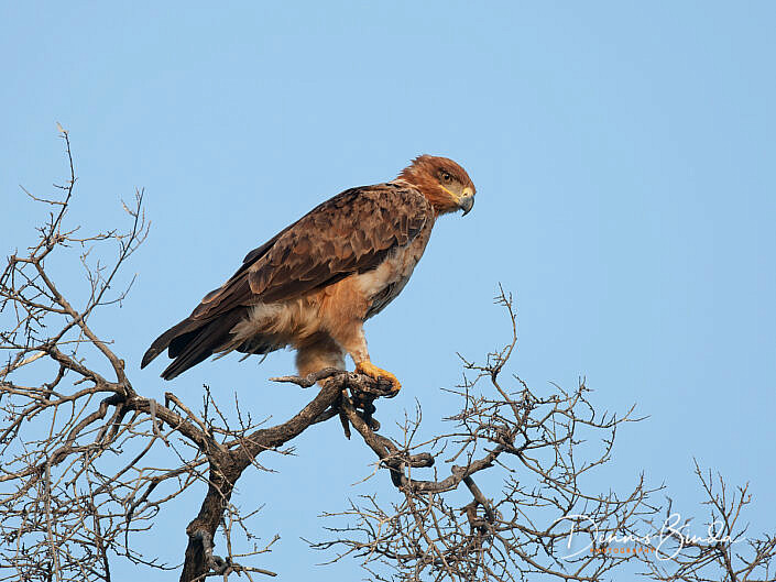 Tawny Eagle - Aquila rapax - Savannearend
