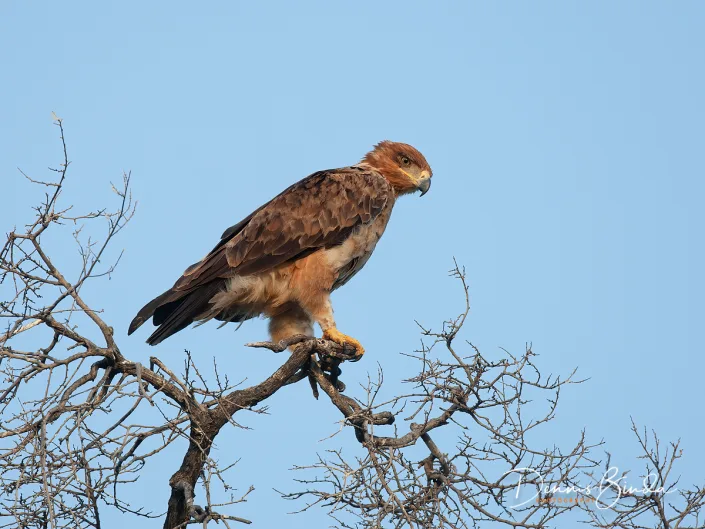 Tawny Eagle - Aquila rapax - Savannearend