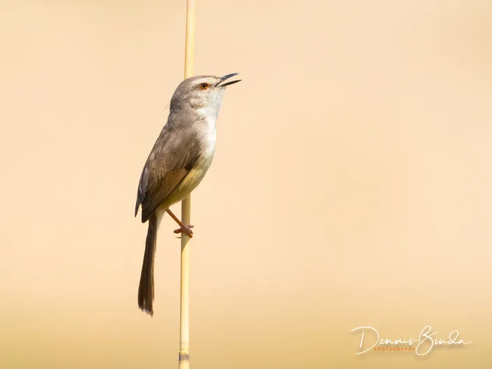 Tawny-flanked Prinia - Prinia subflava - Roestflankprinia