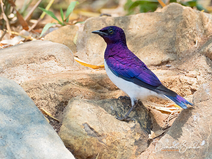 Violet-backed Starling, Amethistspreeuw op een rots
