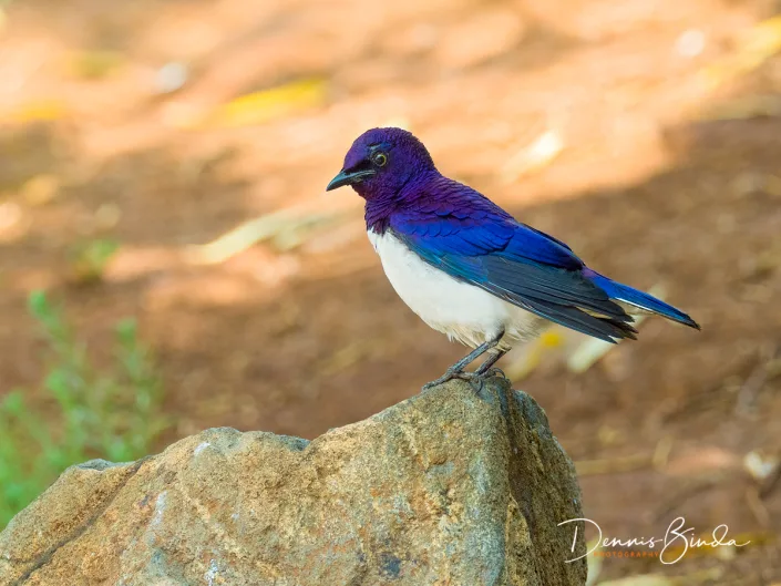 Violet-backed Starling - Cinnyricinclus leucogaster - Amethistspreeuw