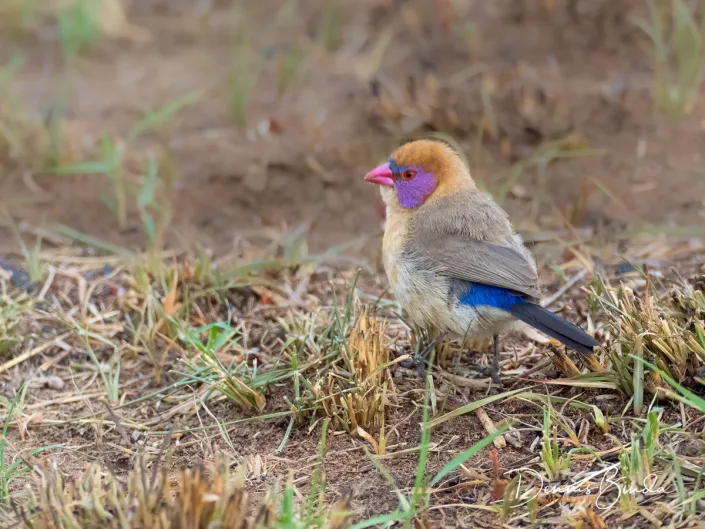Violet-eared Waxbill - Granaatastrild - Uraeginthus granatinus