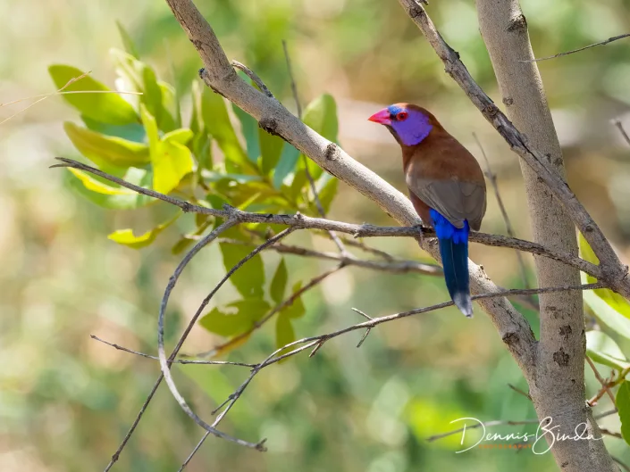 Violet-eared Waxbill - Uraeginthus granatinus - Granaatastrild
