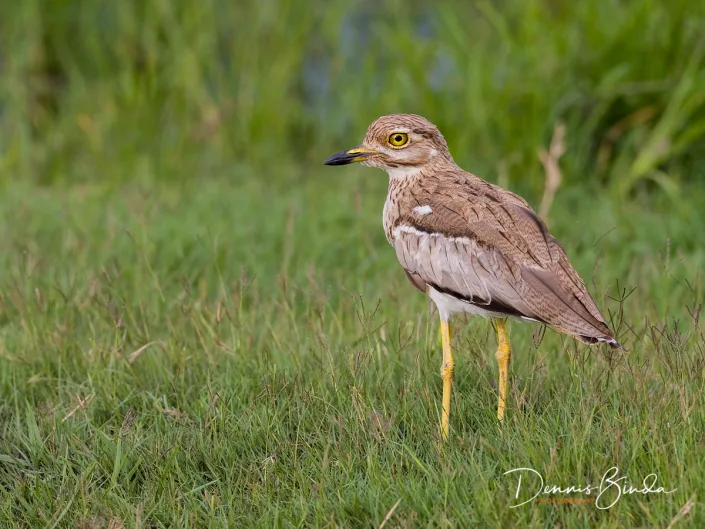 Water Thick-knee - Burhinus vermiculatus - Watergriel