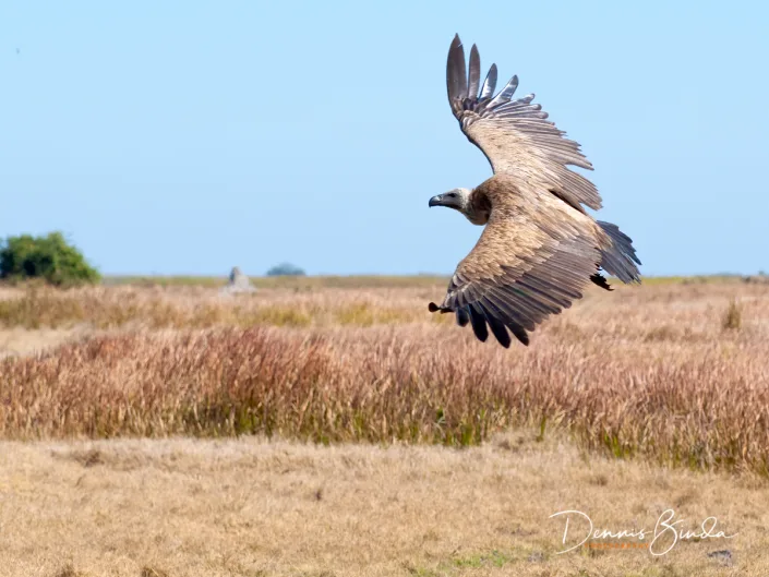 White-backed Vulture - Gyps africanus - Witruggier