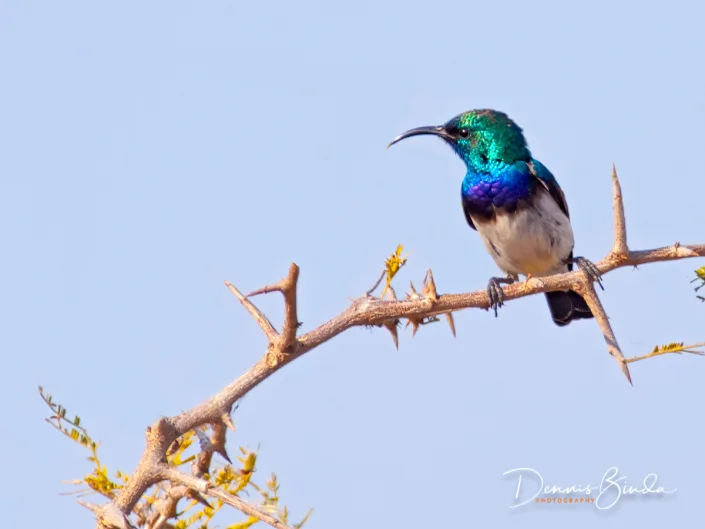 White-breasted Sunbird - Cinnyris talatala - Witbuikhoningzuiger