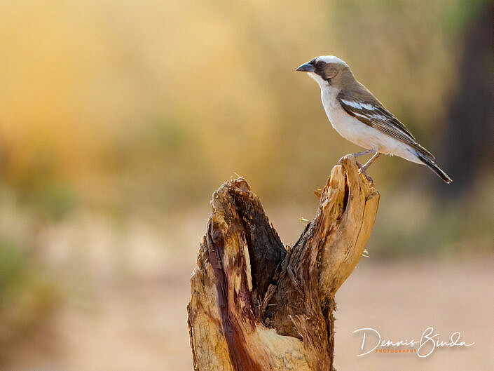 White-browed Sparrow-Weaver - Plocepasser mahali - Mahaliwever