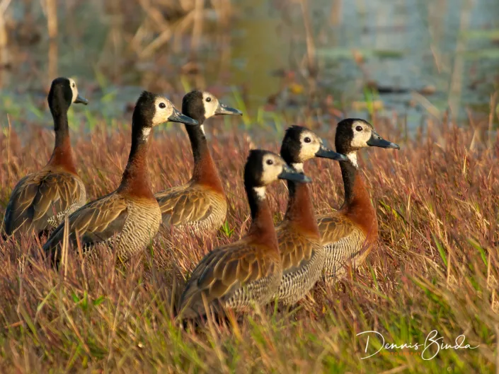 White-faced Whistling-Duck - Dendrocygna viduata - Witwangfluiteend