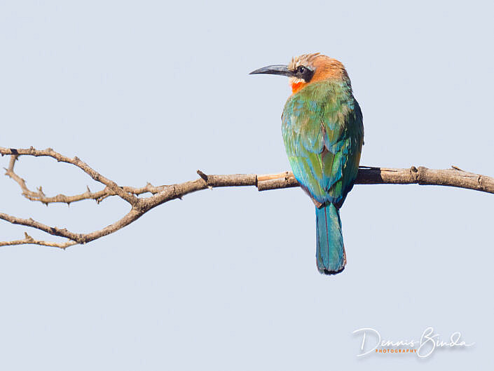 White-fronted Bee-eater - Merops bullockoides - Witkapbijeneter