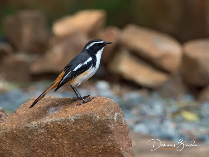 White-throated Robin-chat, Witkeellawaaimaker op een rotsblok
