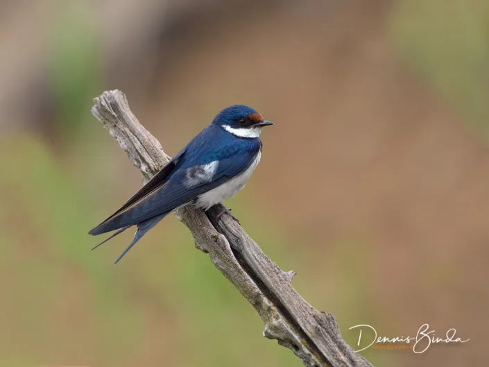 White-throated Swallow - Hirundo albigularis - Witkeelzwaluw
