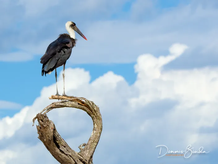 Woolly-necked Stork - Ciconia episcopus - Bisschopsooievaar