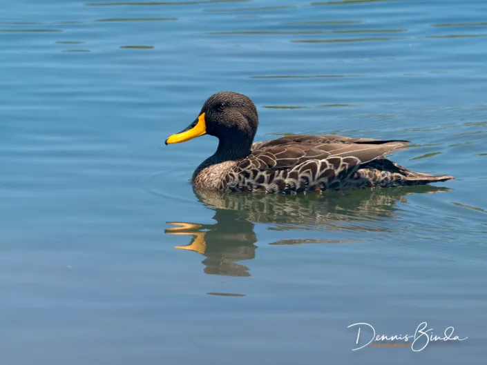 Yellow-billed Duck - Anas undulata - Geelsnaveleend