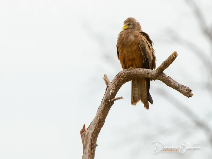 Yellow-billed Kite - Milvus aegyptius - Geelsnavelwouw