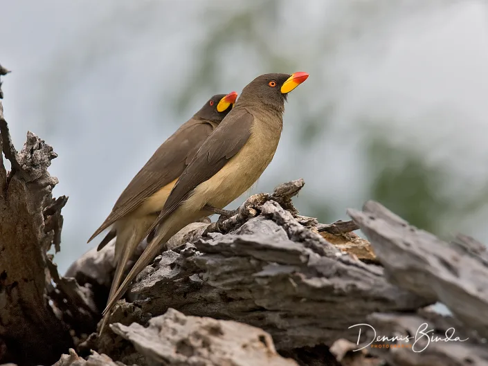 Yellow-billed Oxpecker - Buphagus africanus - Geelsnavelossenpikker