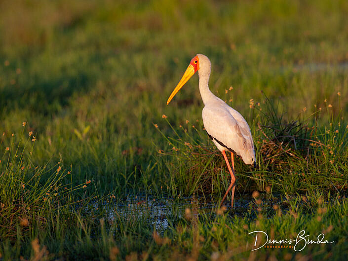 Yellow-billed Stork - Micteria ibis - Afrikaanse Nimmerzat