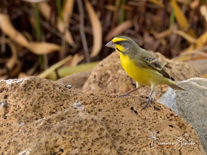 Yellow-fronted Canary - Mozambiquesijs - Crithagra mozambica