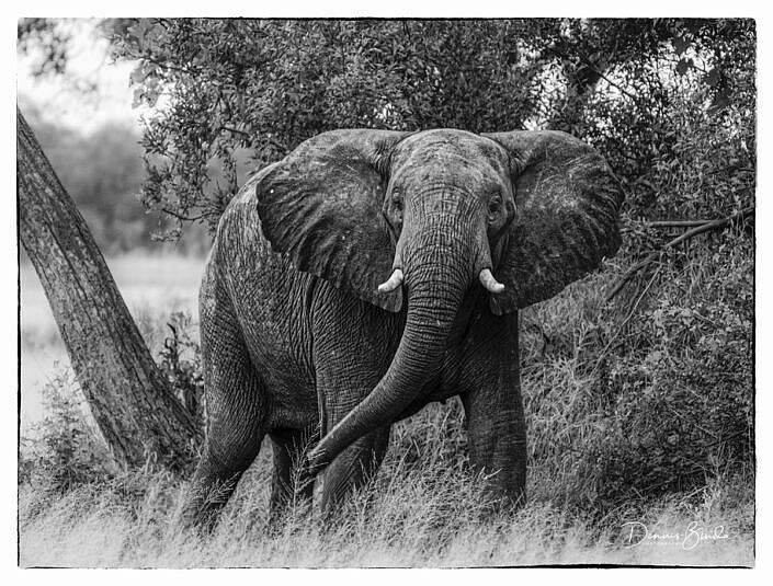African Savannah Elephant