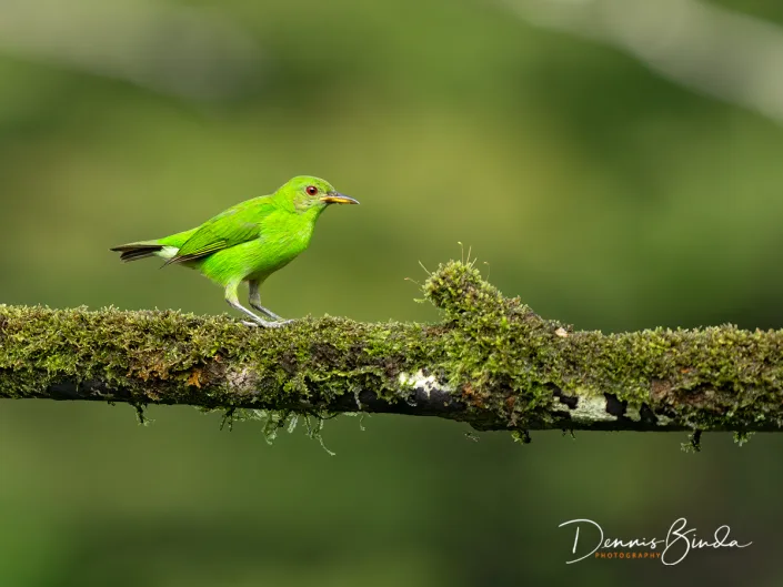 Female Green honeycreeper, Groene suikervogel on a branch