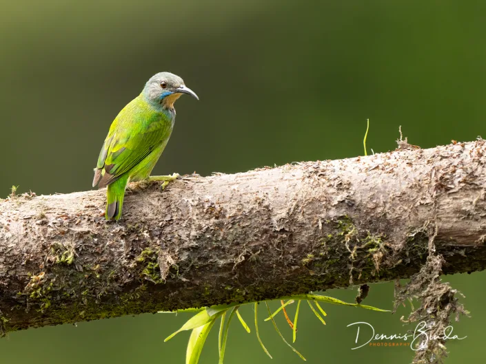 Female Shining honeycreeper, Geelpootsuikervogel on a branch