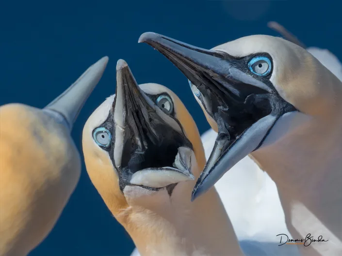 Northern Gannet - Jan van Gent - Morus bassanus