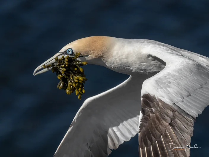 Northern Gannet - Jan van Gent - Morus bassanus