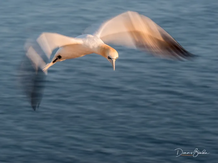 Northern Gannet - Jan van Gent - Morus bassanus