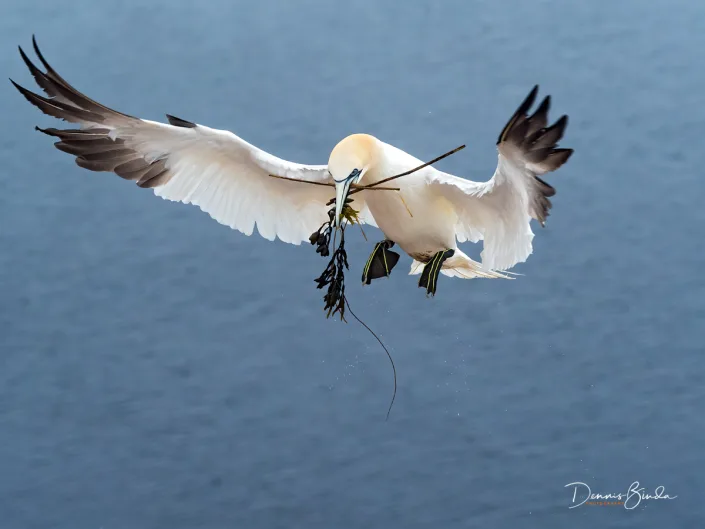 Northern Gannet - Jan van Gent - Morus bassanus