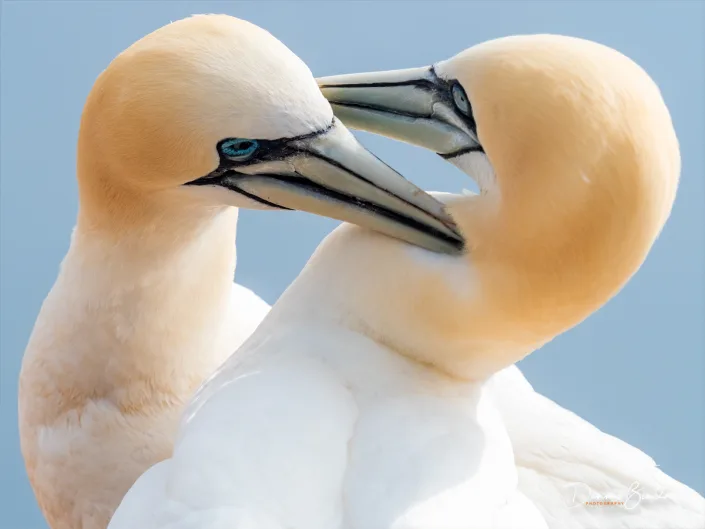 Northern Gannet - Jan van Gent - Morus bassanus