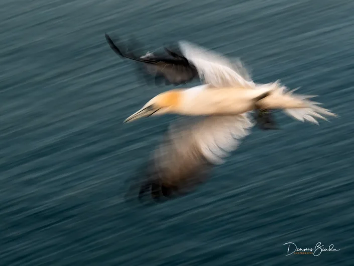 Northern Gannet - Jan van Gent - Morus bassanus