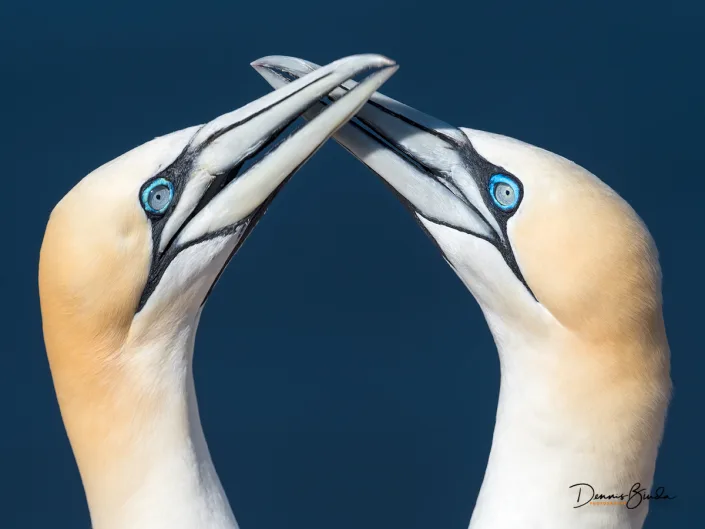 Northern Gannet - Jan van Gent - Morus bassanus