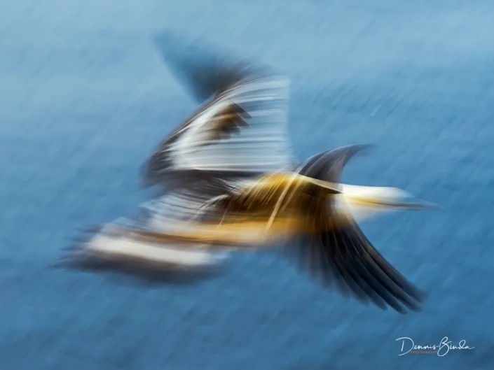Northern Gannet - Jan van Gent - Morus bassanus