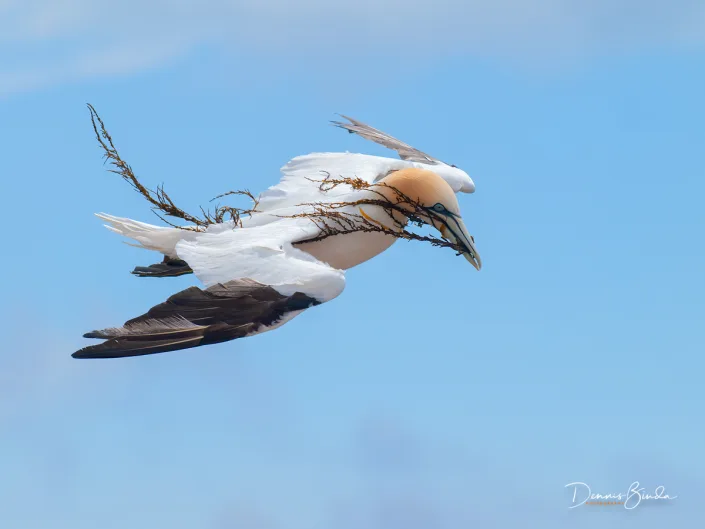 Northern Gannet - Jan van Gent - Morus bassanus