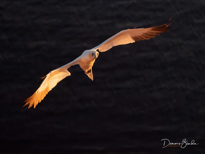 Northern Gannet - Jan van Gent - Morus bassanus