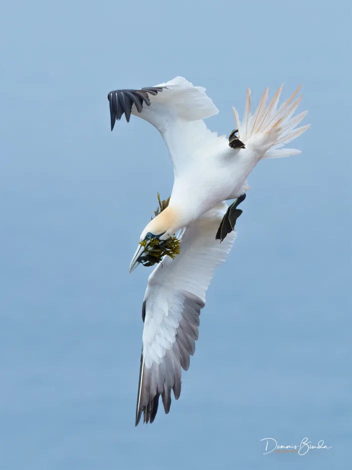 Northern Gannet - Jan van Gent - Morus bassanus