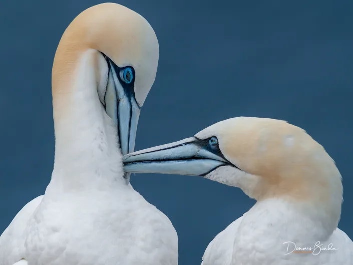 Northern Gannet - Jan van Gent - Morus bassanus
